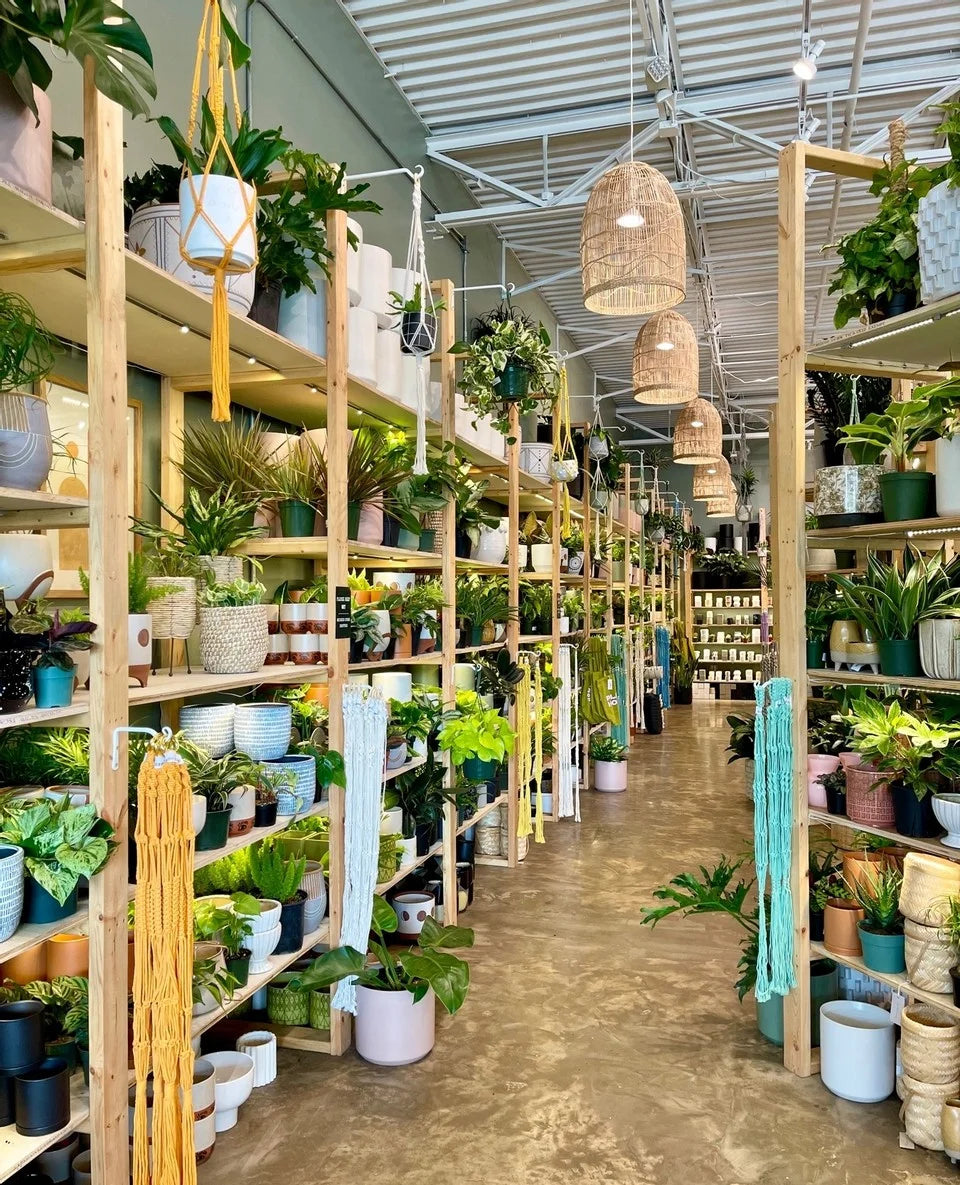 Inside Home Grown Plant Shop