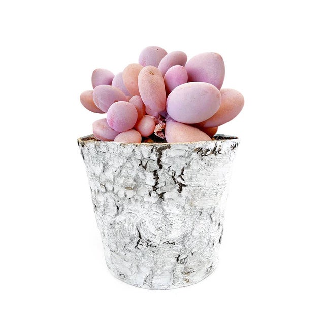 Natural Birch Bark Zinc Planter