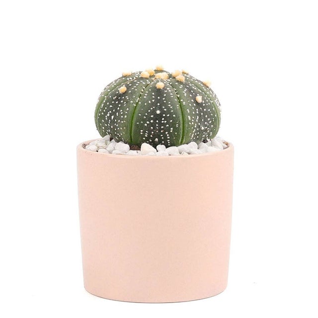 Coral Modern Cylinder Pot