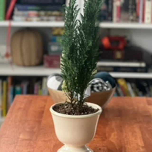 Cypress Tree in Reindeer Mug