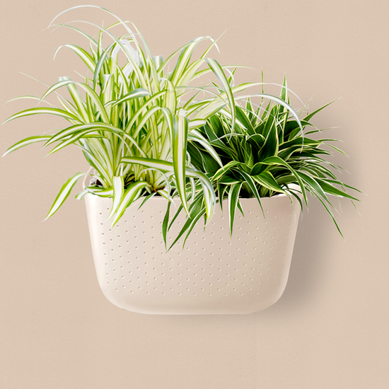 Eco Oat Wall Planter