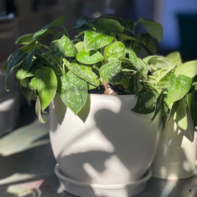 Satin Pothos in White Pot with Saucer