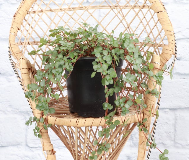 Silver Baby Tears, Pilea Glauca