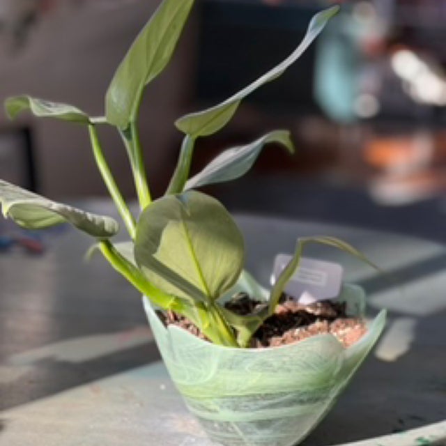 Silver Sword Philodendron in Green Vintage Bowl