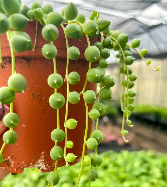String of Pearls Plant - 4" Live Plant