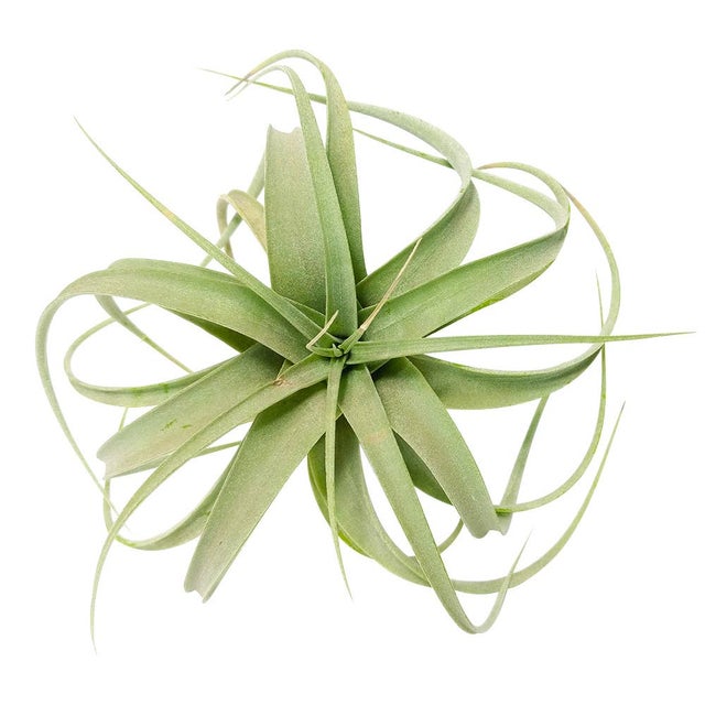 Live 4-inch Tillandsia Xerographica Air Plant
